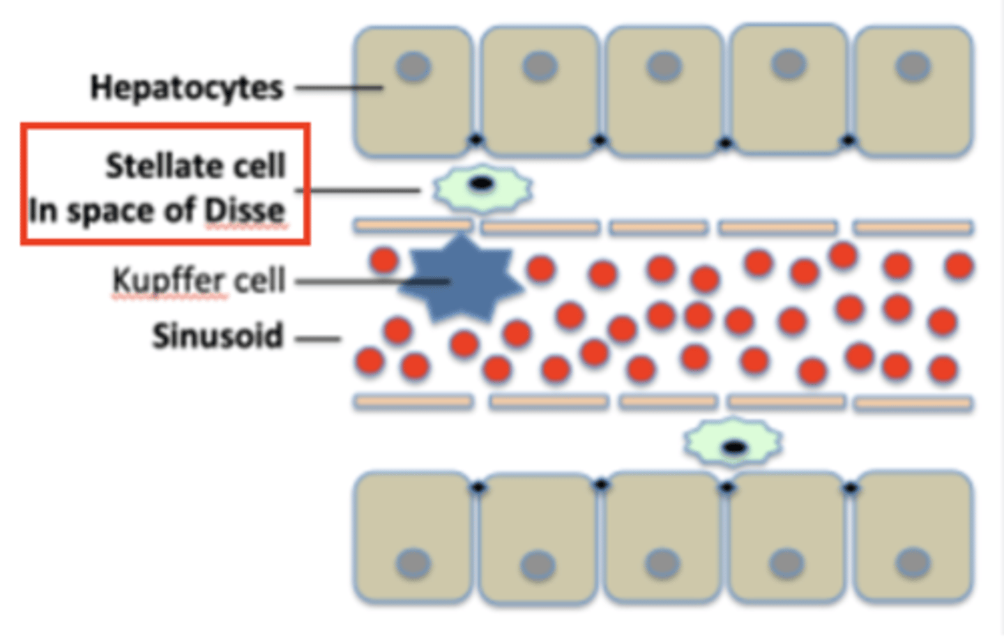 <p>Stellate cells (Ito cells/perisinusoidal stellate cells), are fat-storing cells in the liver that preferentially store vitamin A.</p>