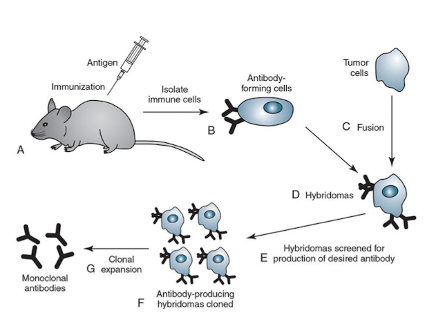 <p>Made from single clones of B cells that secrete Abs of SAME specificity, recognizes single epitope</p>