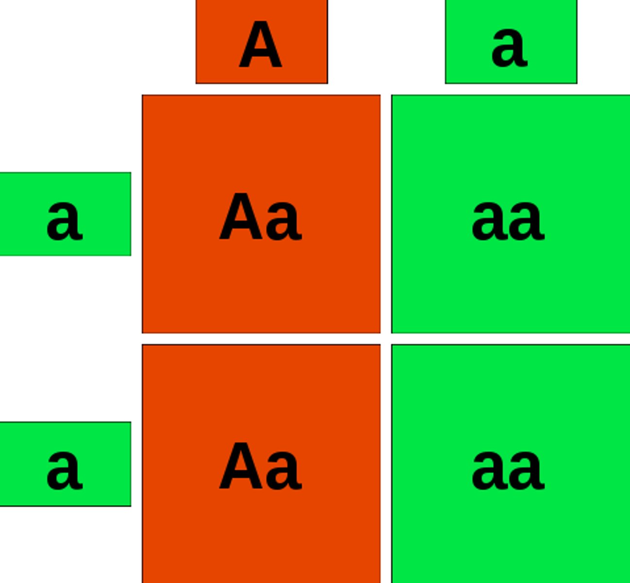 <p>different alleles of the same gene (Aa) are inherited</p>