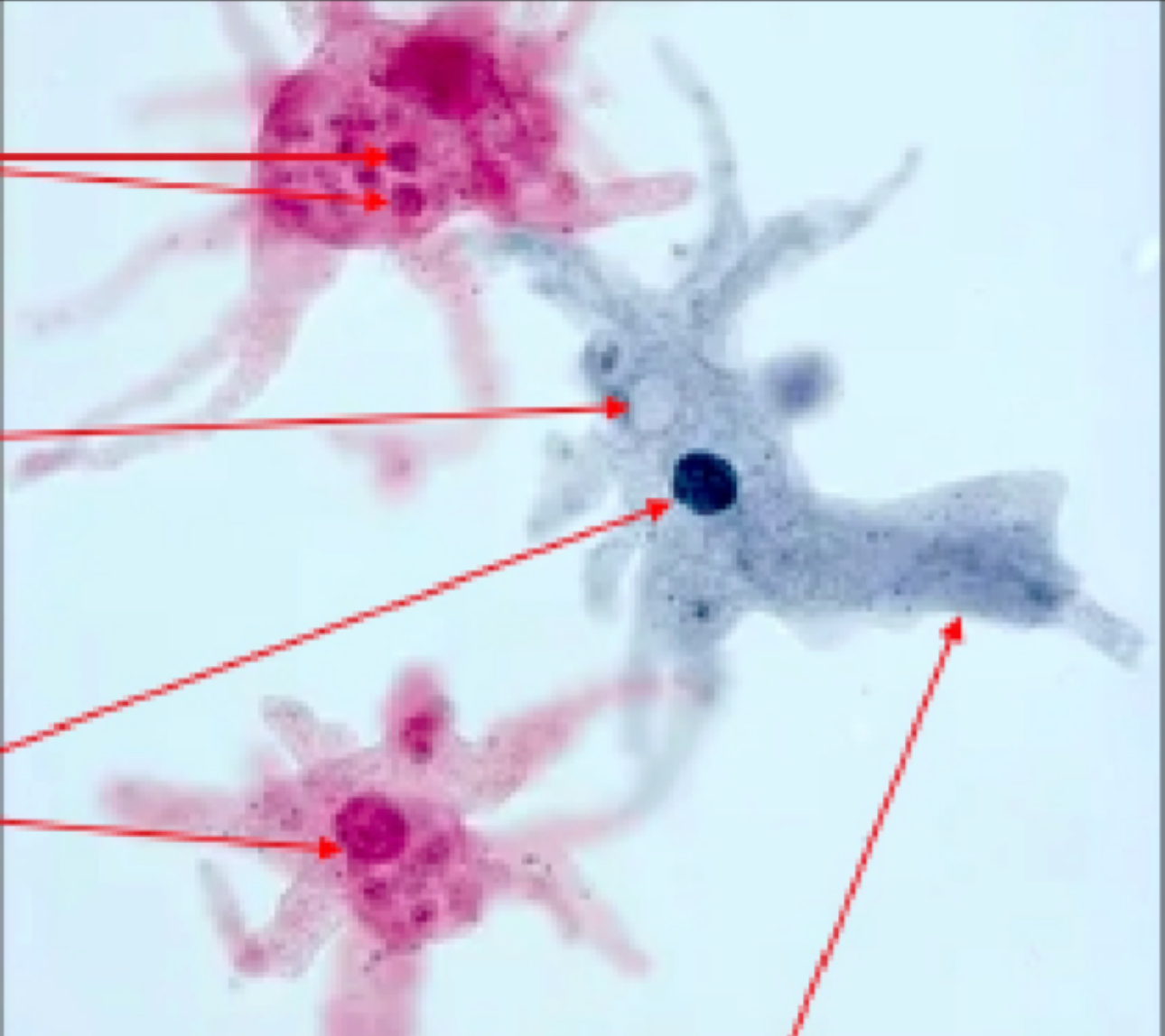 <p>What kind of cell is this?</p>