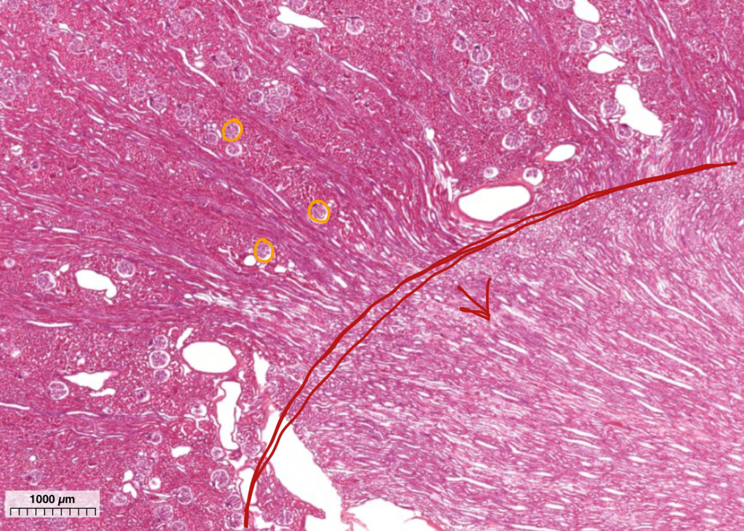 <p>What’s in orange?</p>