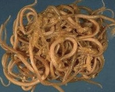 <ul><li><p><span style="color: red;"><strong><u>Toxascaris leonina</u></strong></span></p></li><li><p><span style="color: red;"><strong>Roundworm</strong></span></p></li></ul><p></p>