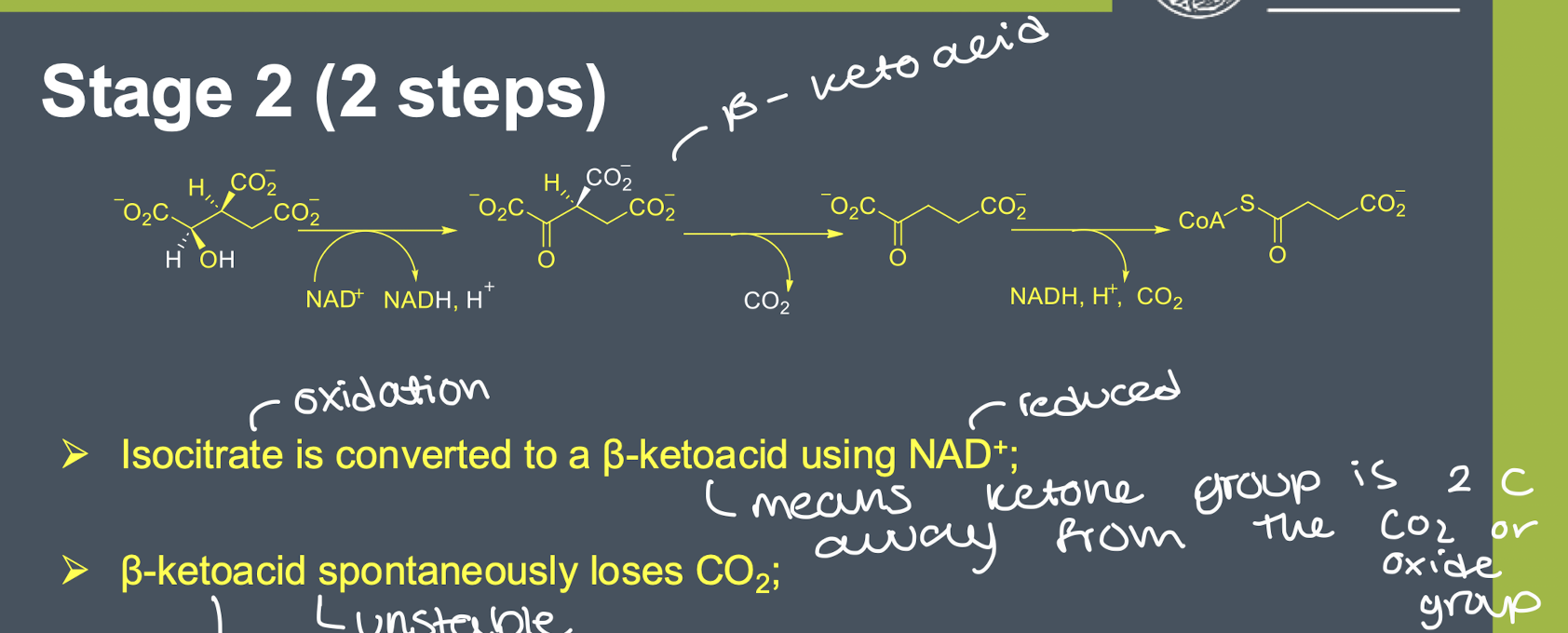 <ul><li><p>isocitrate is converted to a beta-ketoacid using NAD+(oxidation)</p></li><li><p>beta-ketoacid spontaneously loses CO2(unstable)</p></li><li><p>2-oxoglutarate is converted to succinyl-CoA by a multi-enzyme complex </p></li><li><p>reaction is analogous to that carried out by pyruvate dehydrogenase. the same cosubstrates are required(TPP, lipoamide, CoA-SH)</p></li></ul><p></p>