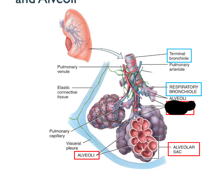 <p>What structure is this within the Lungs?</p>