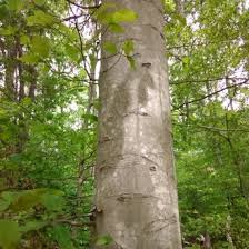 <p>Location: bottomland hardwoods</p><p>Leaf: simple, alternate, shiny, smooth, pointy tip, marcesent</p><p>Bark: very distinct, smooth, very light grey</p>
