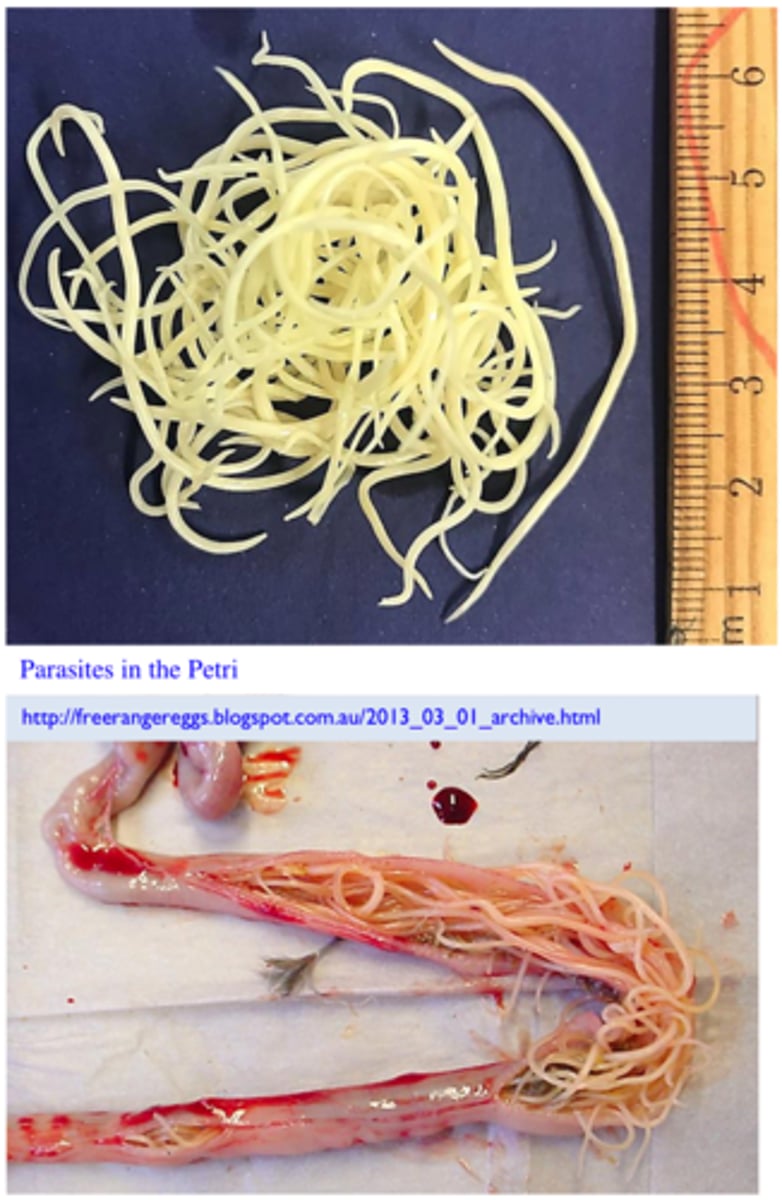 <p>Station 3:</p><p>The parasites in the Petri dish were found in the small intestine (Fig. 3) of a 2 month old chook that was showing diarrhea, anaemia, anorexia, unthrift etc to. Most of the chickens inthat particular flock manifest the same clinical signs. Q1. Name the parasite and tell how you identified it (most important morphological features)</p>