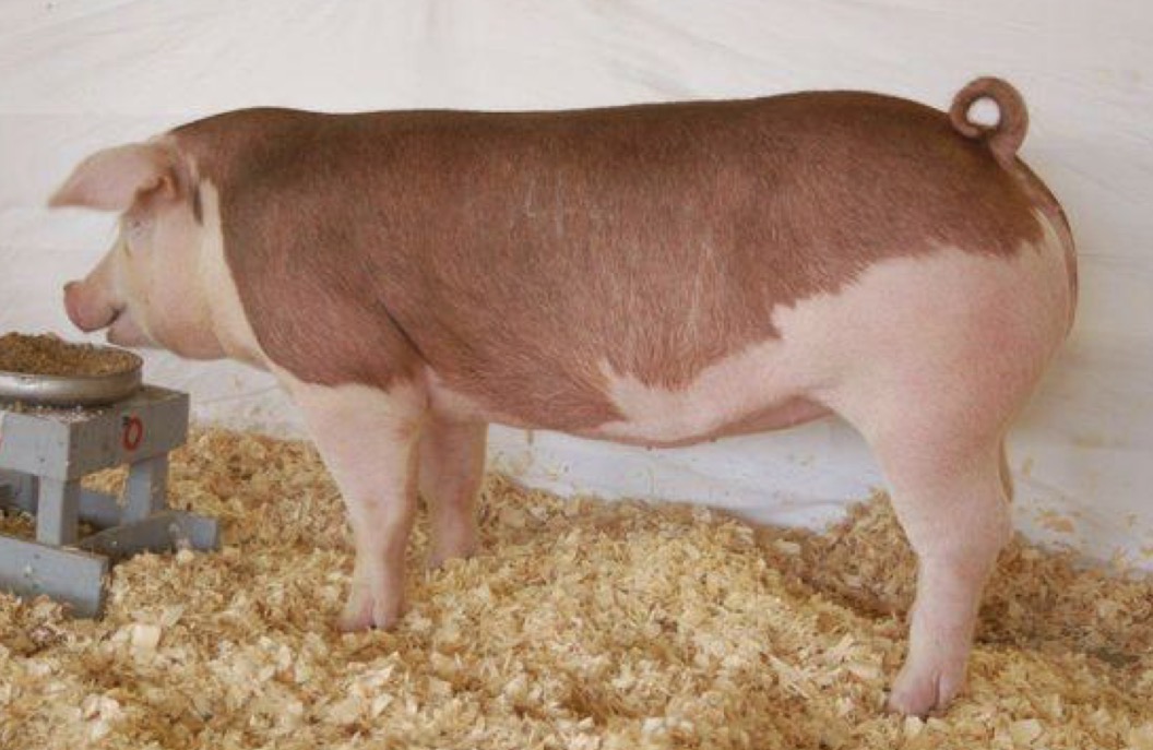 <p>Type and Breed</p>