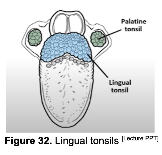 <p>False. Mas anterior si Lingual Tonsil. </p>