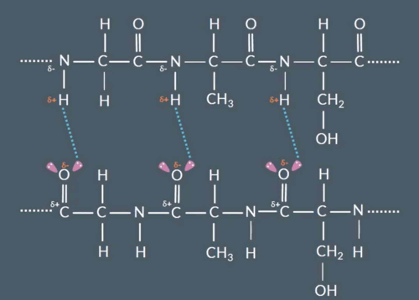 <p>Two protein molecules will experience hydrogen bonding between a hydrogen with a δ- nitrogen and an oxygen with a δ+ carbon</p>