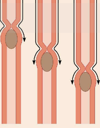 <p>major means of propulsion of food that involves alternating waves of contraction and relaxation</p>