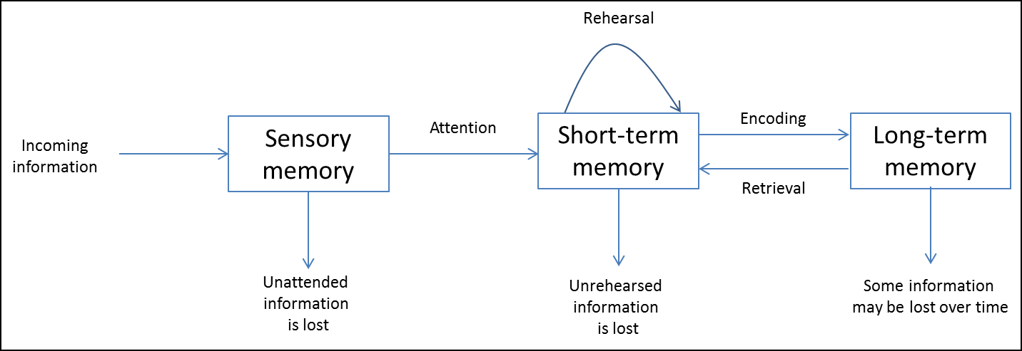 <p></p><ul><li><p>environmental stimuli enters the sensory register from the surroundings</p></li><li><p>it goes into one of multiple registers depending on what sense it was picked up by </p></li><li><p>if attention is paid it moves to the short term sensory register </p></li><li><p>if its rehearsed it will stay in the STM longer</p></li><li><p>if its encoded it moves to the LTM </p></li><li><p>if none of these happen it leaves the STM and is forgotten </p></li><li><p>if it moves to the LTM it will stay here</p></li><li><p>it can be brought back into the STM by retrieval </p></li></ul><p></p>