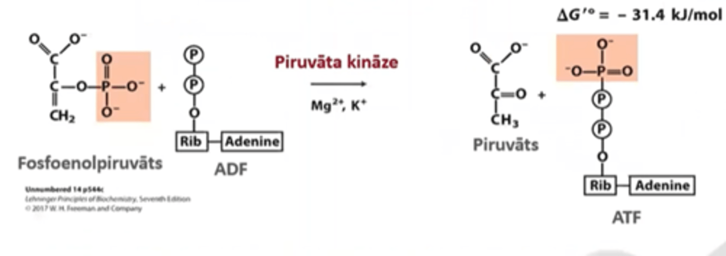 <p>fosfoenolpiruvāts + ADF --> piruvāts +ATF</p><p>enzīms - piruvāta kināze</p>