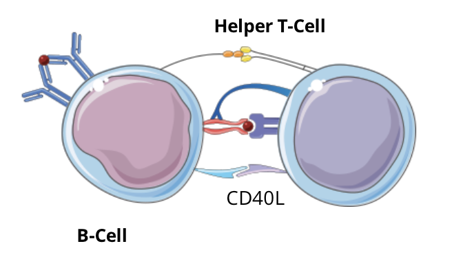 <ul><li><p>signal 1 (TCR-peptide:MHC complex II) induces the expression of CD40L on the cell surface of the helper T cell</p></li></ul><p></p>