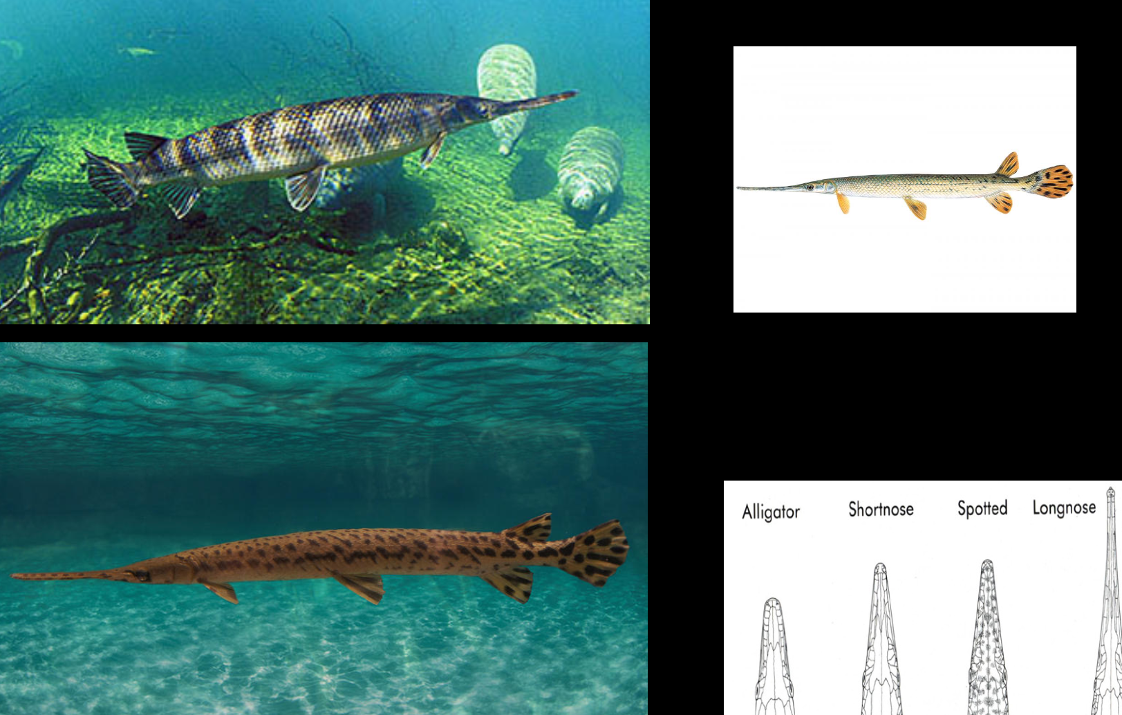 <p><span>Class actinopterygii</span><br><span>Sublcass Neopterygii</span><br><span>Order Lepisosteiformes</span><br><span>Family Lepisosteidae</span><br><span>Species Lepisosteus osseus</span></p>