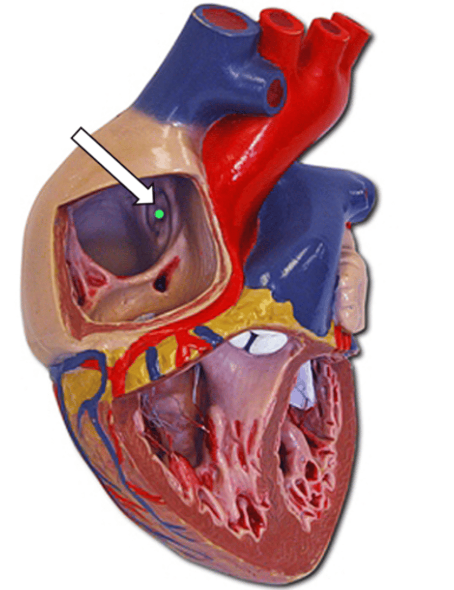 <p>name the structure</p>
