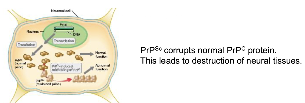<p>Infectious agents composed only of protein.</p><p><span style="color: green;"><strong>Cause TSEs, scrapie in sheep, BSE in cattle, CJD in humans.</strong></span></p><p><strong>The </strong><span style="color: green;"><strong><u>normal cellular protein</u></strong></span><strong> PrpC has mostly a-helical structure.</strong></p><p><strong>The pathogenic form PrpSc has mostly b-sheet + </strong><span style="color: red;">corrupts the normal form, +</span> <strong>disrupts brain function.</strong></p>