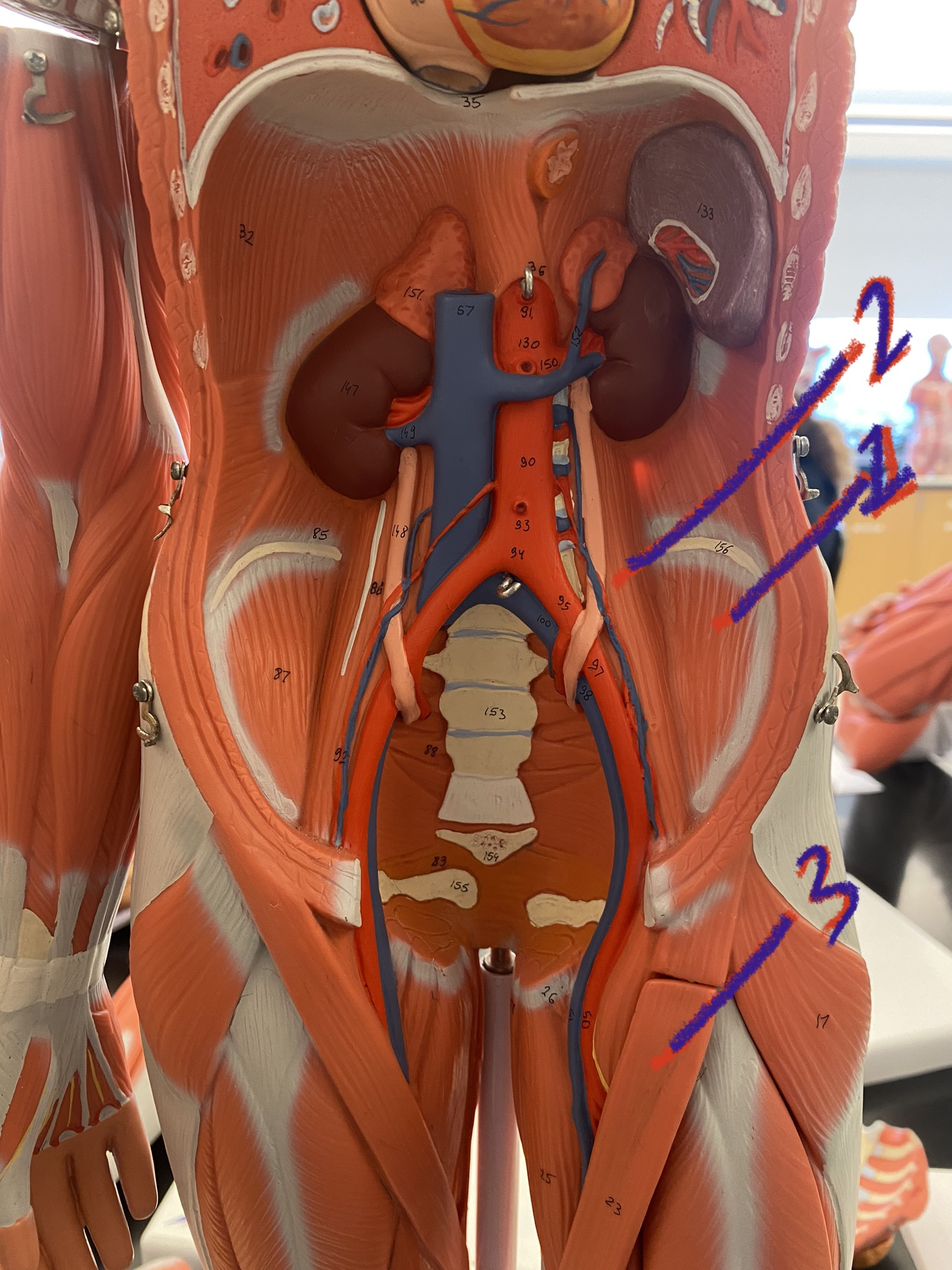 Muscle on thigh and leg: Iliopsoas #2