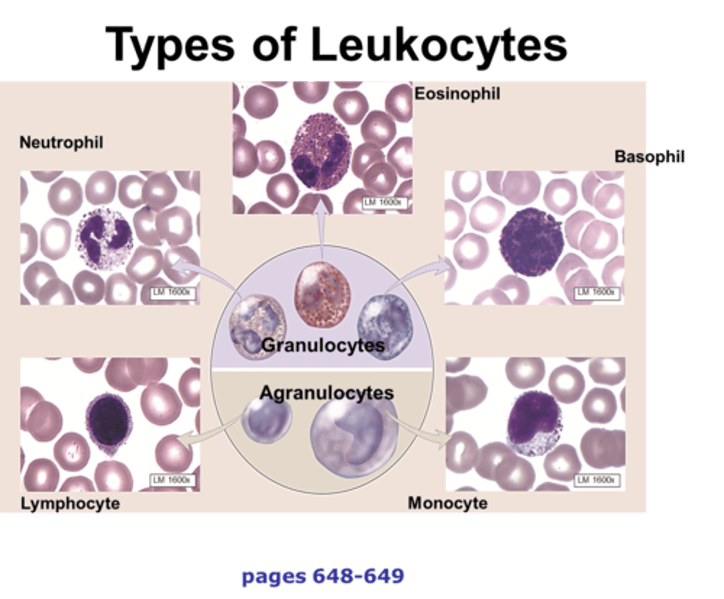 <p>-respond to injury or infection<br>-nucleus</p>