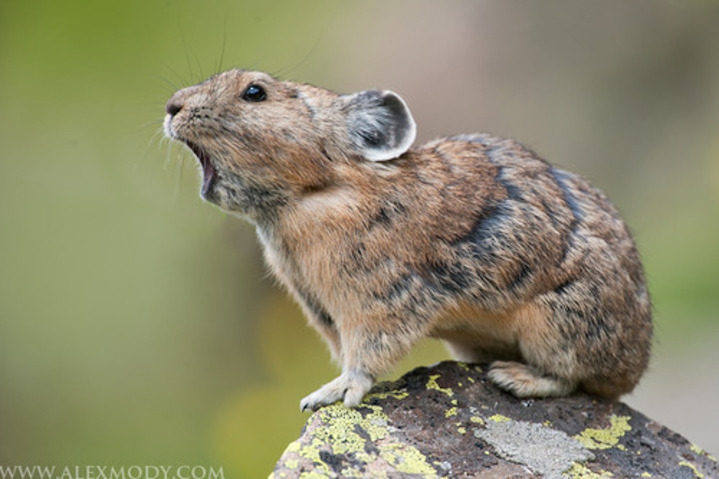 <p>American Pika</p>