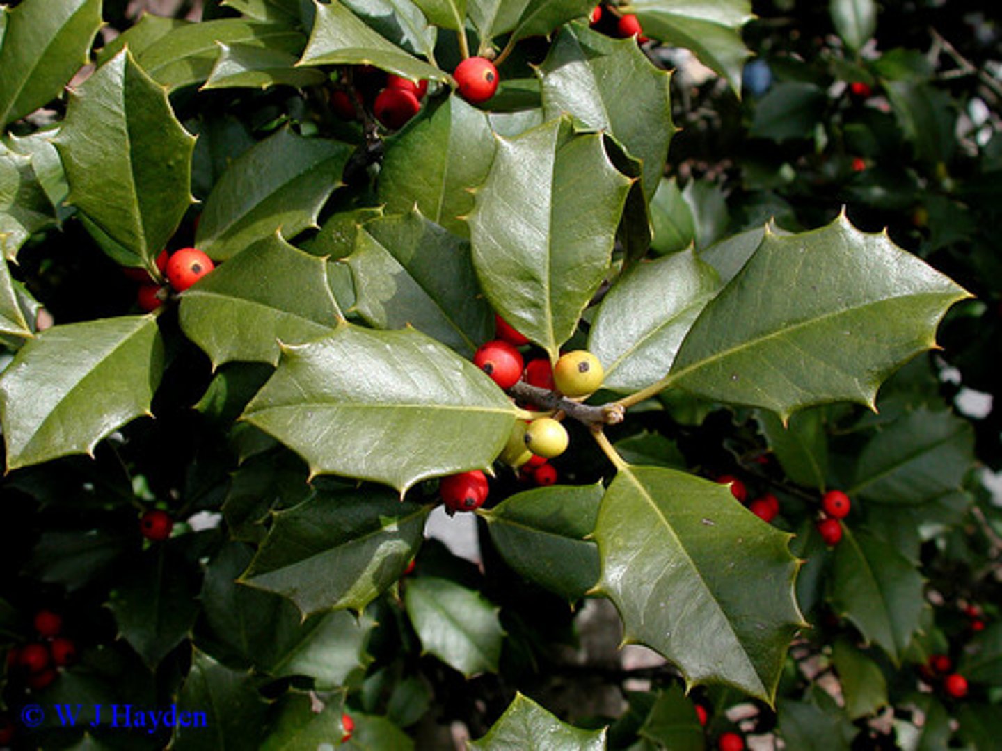 <p>Separate plants for male and female reproductive organs (ex. holly)</p>