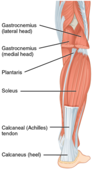 <p>Calcaneus via calcaneal (Achilles) tendon</p>