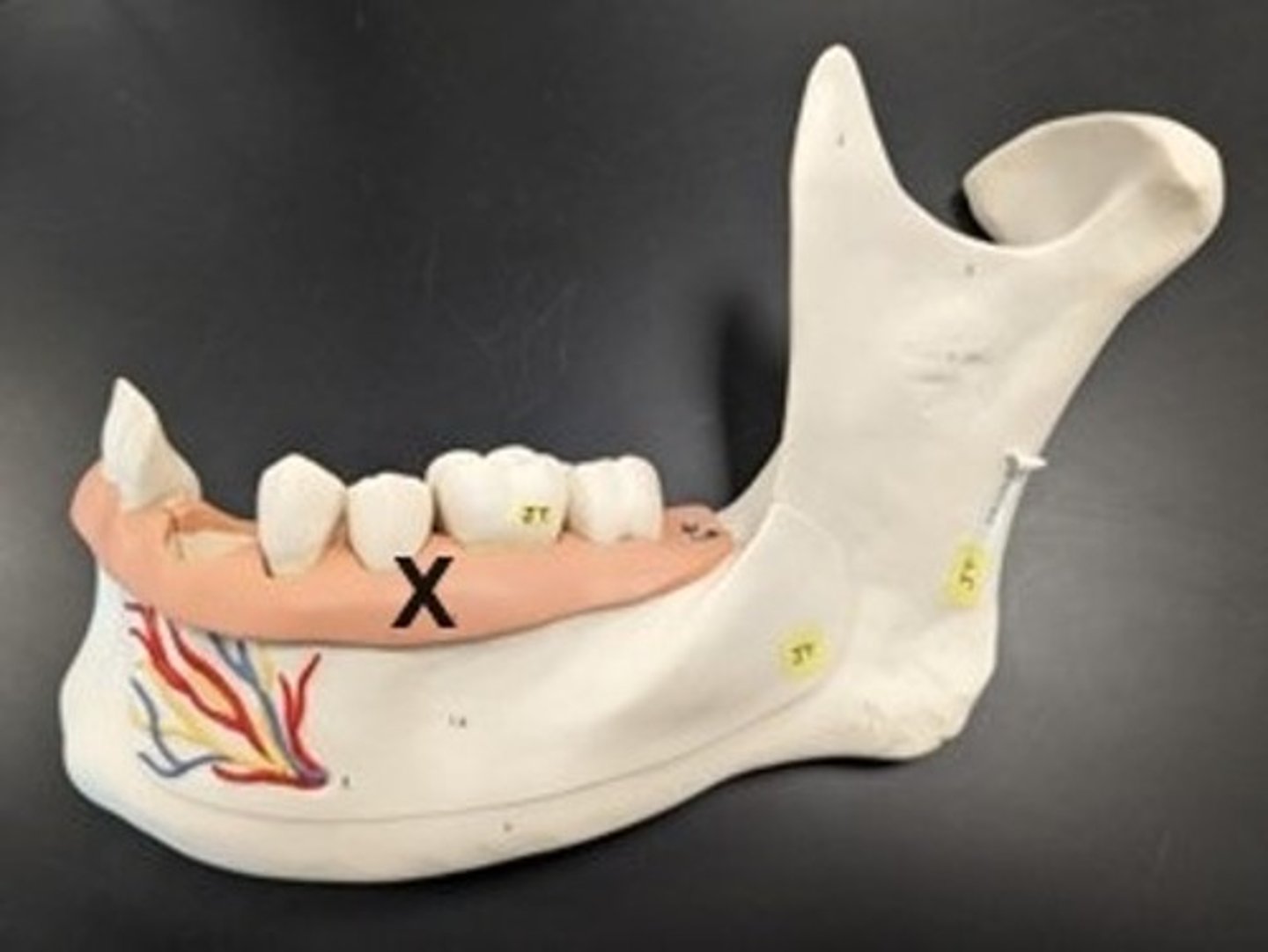 <p>ID the Structure</p>