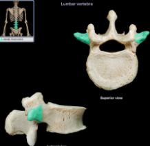 two lateral projections from the vertebral arch