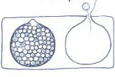 <p>The whole thallus becomes the reproductive cell.</p>