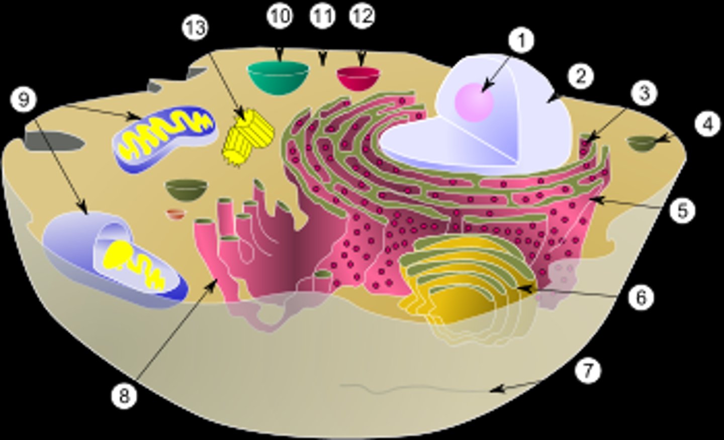<p>A tiny cell structure that does jobs inside the cell, like organs in our bodies</p>