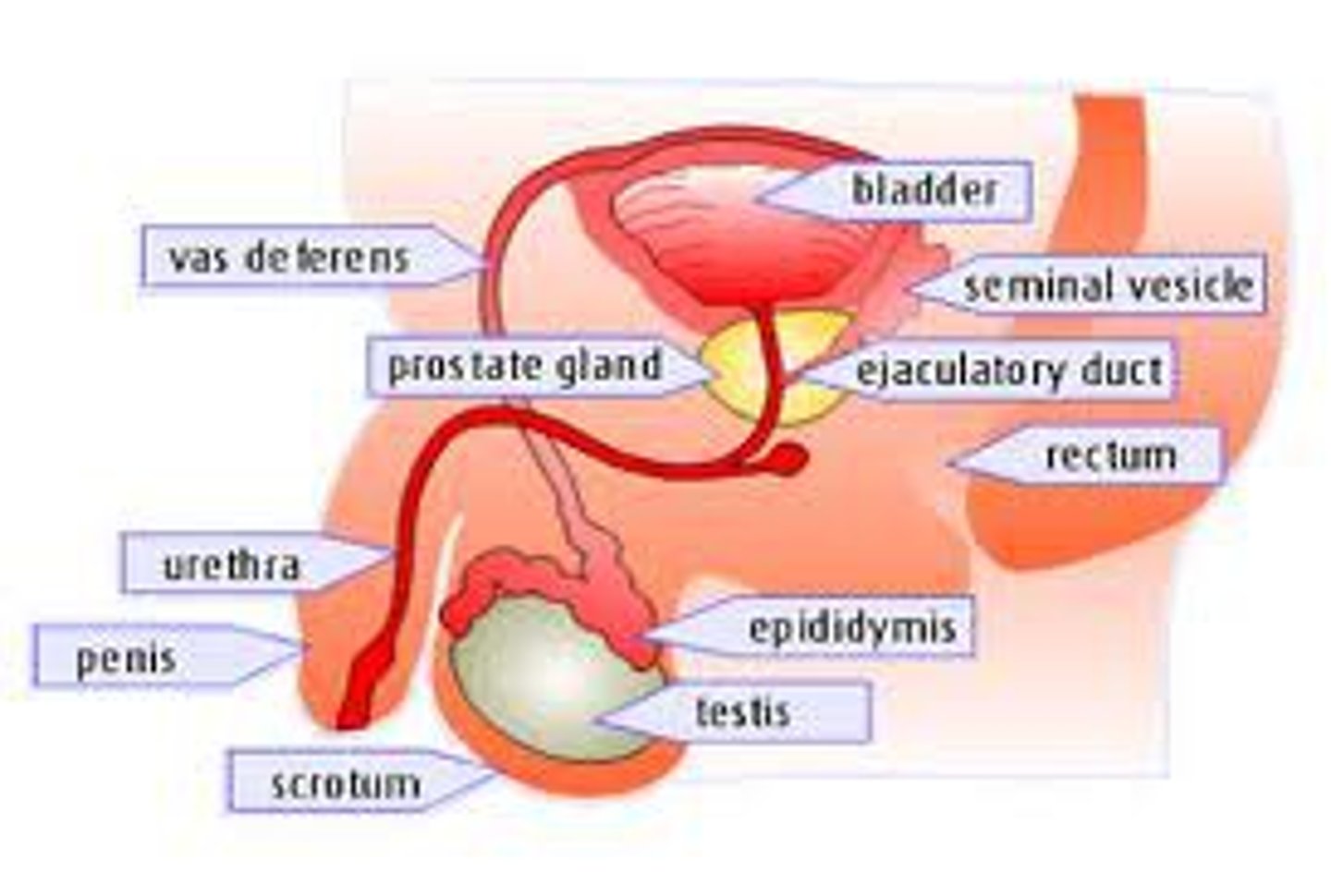 <p>two small glands that secrete a fluid rich in sugar that nourishes and helps sperm move</p>