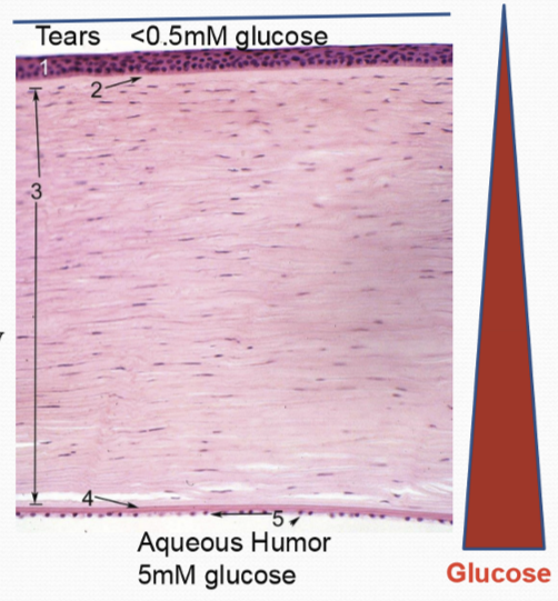 <ul><li><p>Minor amount comes from glycogen stores in epithelium (10%) </p></li><li><p>A negligible amount comers from tears and limbus </p></li></ul><p></p>