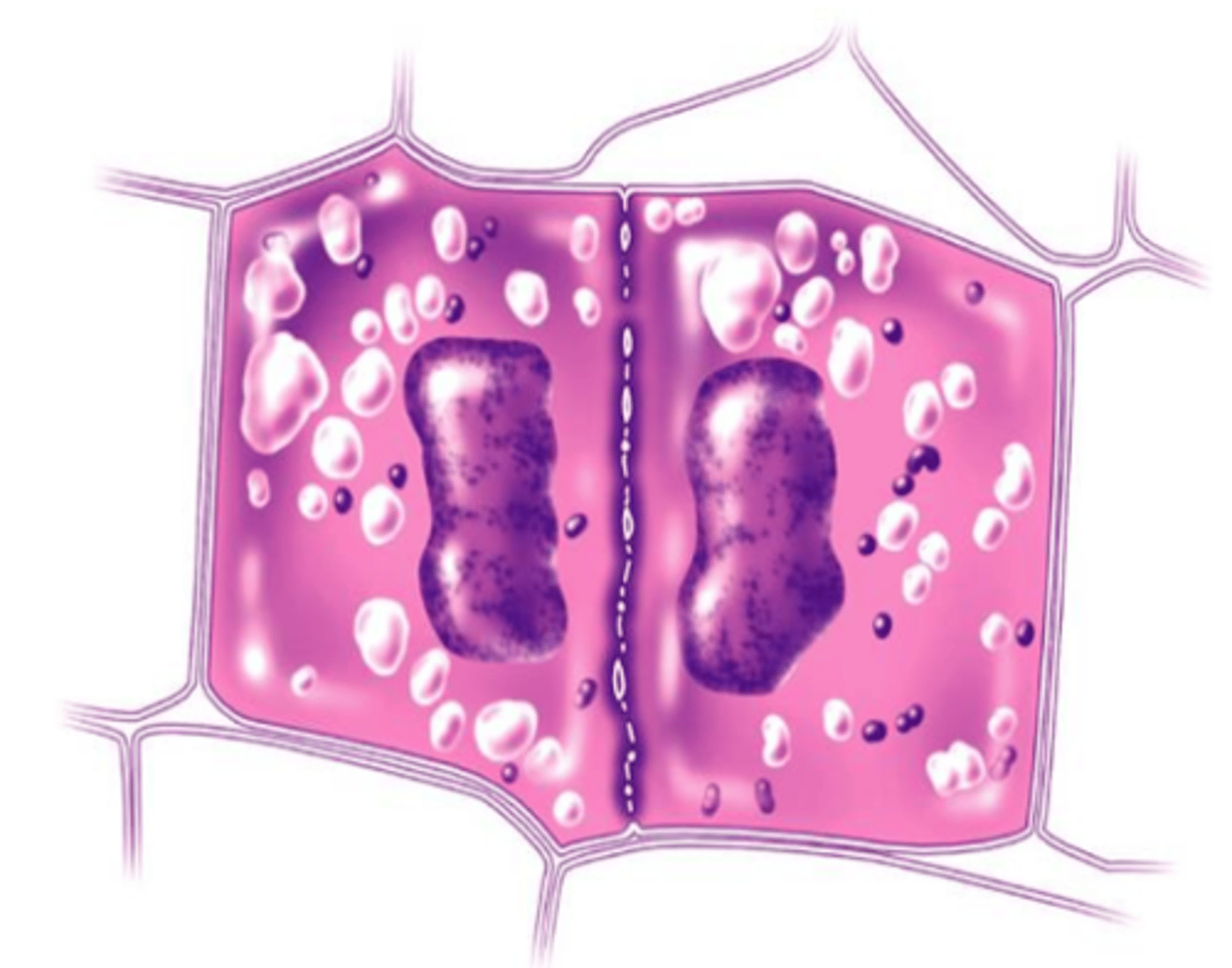 <p>A stage of the M phase in which a structure known as the cell plate forms midway between the divided nuclei; the cell plate gradually develops into a separating membrane; a cell wall then begins to appear in the cell plate</p>