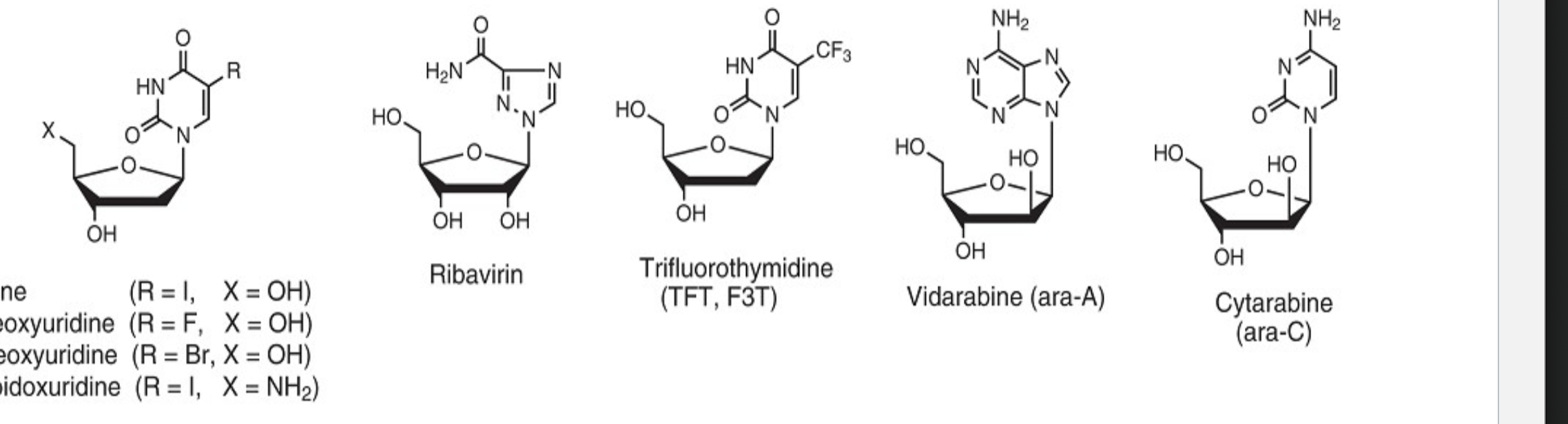 <p>ribavirin: triphosphate inhibits viral rna polymerase and block nucleic acid synthesis</p><p>idoxuridine: triphosphate inhibits viral dna polymerase and terminate dna synthesis via disabled base pairing</p><p>halides and 2, 3-dihydroxy: both can disrupt viral dna replication</p>