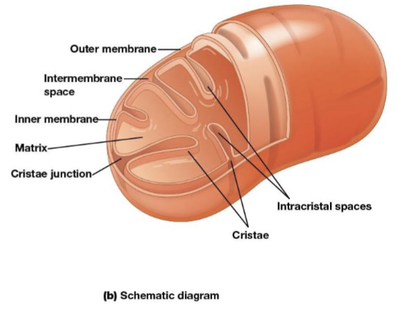 <p>the most permeable to most solutes, partitioning the mitochondrion into two separate compartments, the intermembrane and the mitochondrial matrix</p>
