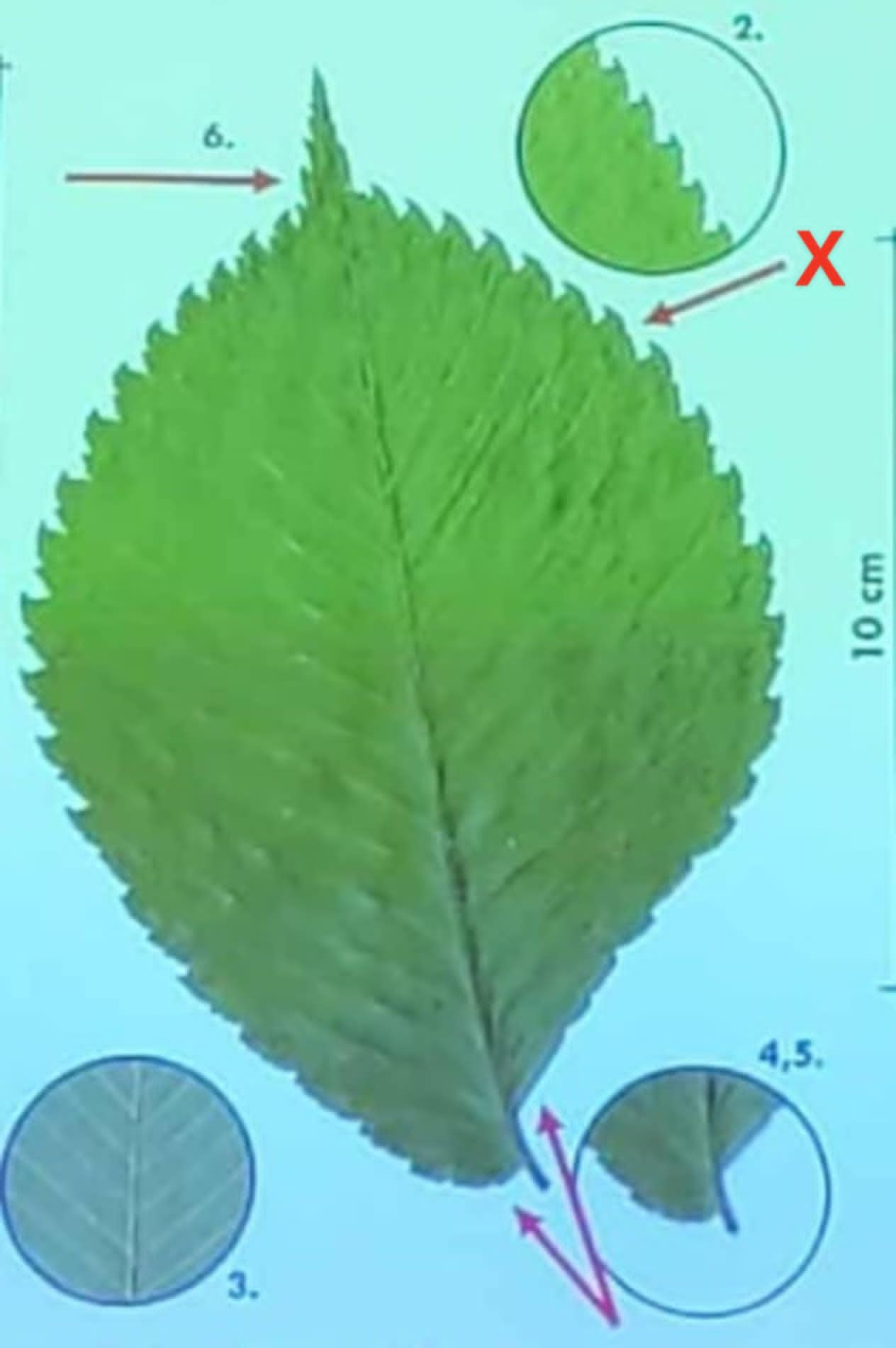 term image