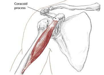 <p>Coracoid process of scapula</p>
