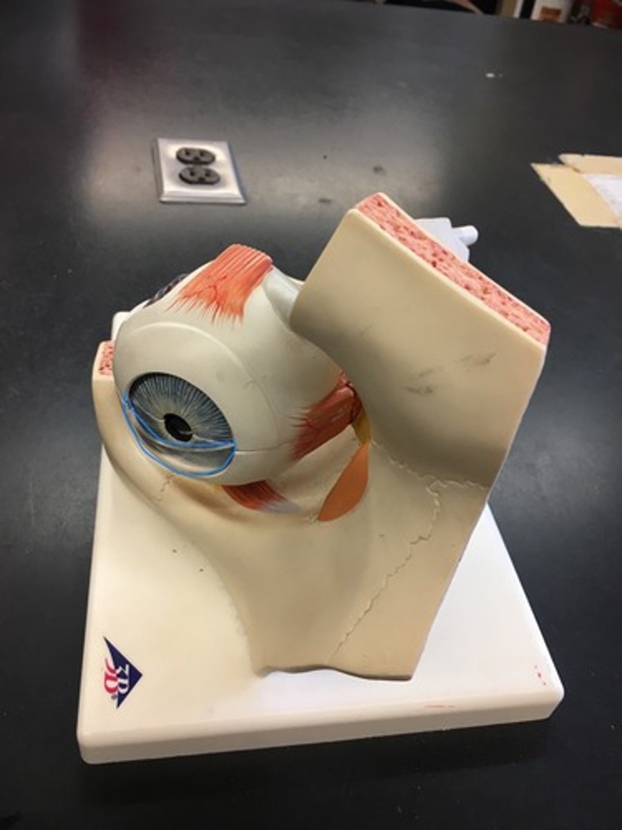 <p>The transparent part of the eye that covers the front portion of the eye.</p>