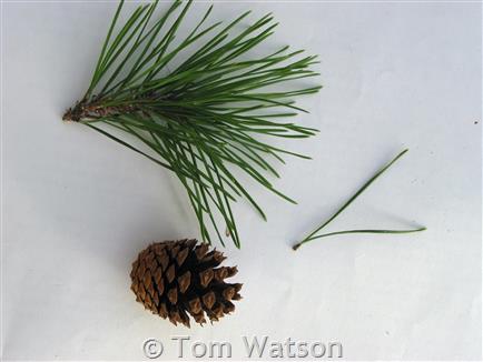 <p>-Thinner bark<br>-Serotinous cones<br>-Fascicles of two<br>-Short needles</p>