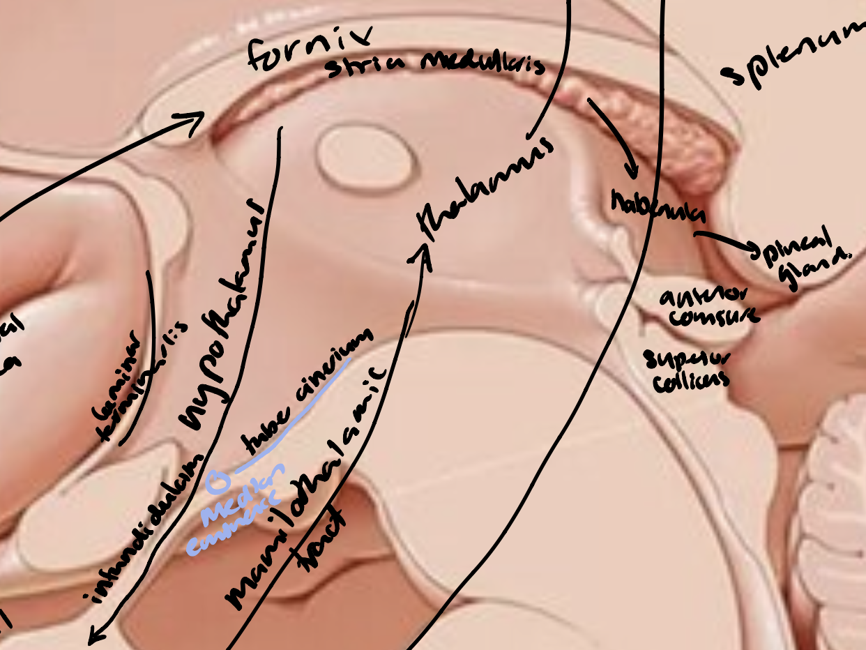 <ul><li><p>Anterior commissure </p></li><li><p>Lamina terminalis </p></li><li><p>Thalamus </p></li><li><p>Optic chiasm</p></li><li><p>Infundibulum and pituitary gland&nbsp;</p></li><li><p> Tuber cinereum </p></li><li><p>Mammillary bodies </p></li><li><p>Cingulate gyrus </p></li><li><p>Fornix </p></li><li><p>Striae medullaris thalami </p></li><li><p>Pineal gland </p></li><li><p> Posterior commissure</p></li></ul><p></p>