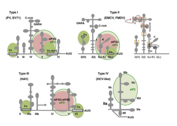 <p>a sequence of mRNA that allows ribosomes to initiate protein synthesis internally, independent of the 5’ cap</p>