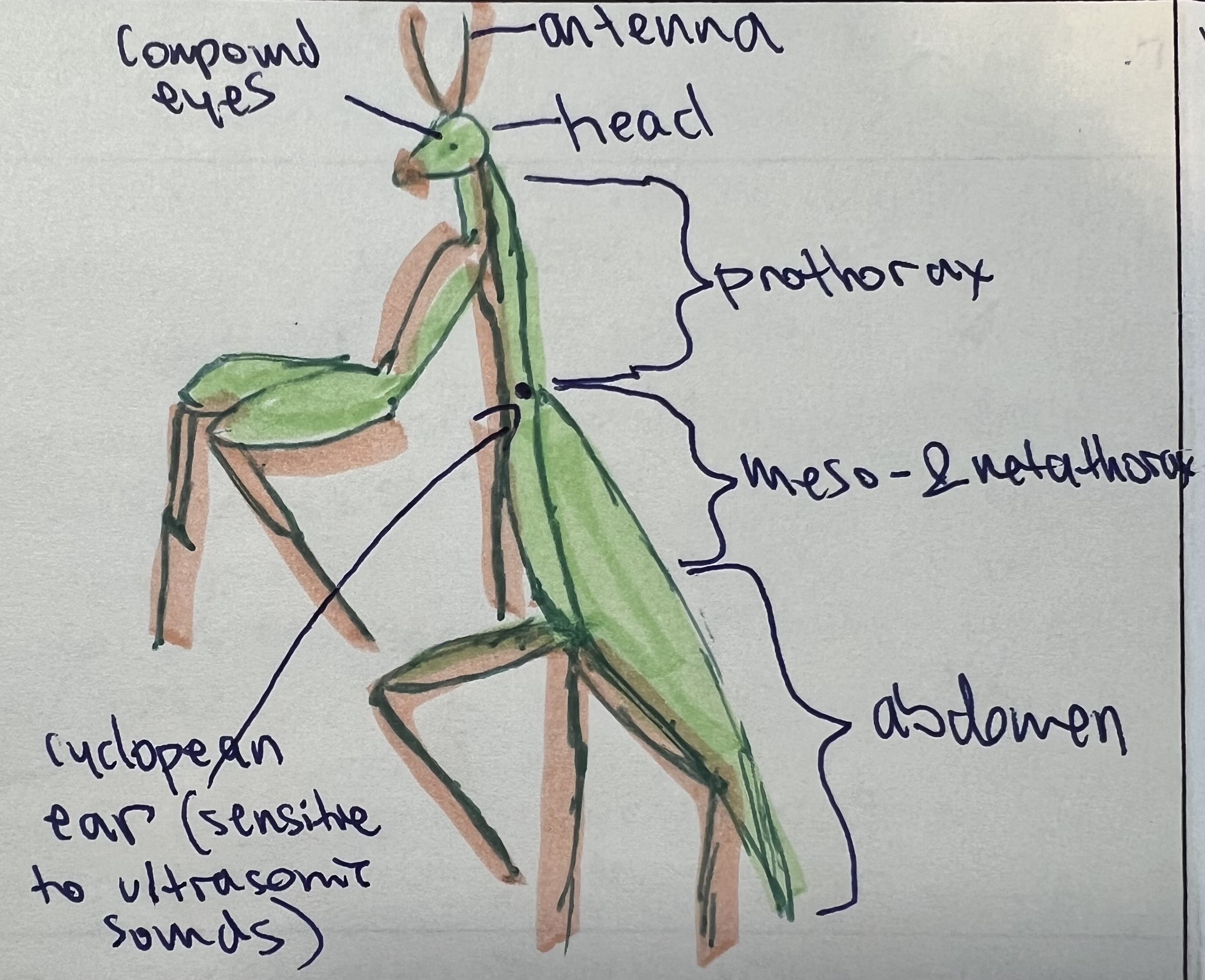 <p>List the:</p><ul><li><p>class</p></li><li><p>common name</p></li><li><p>respiration methods</p></li><li><p>circulatory systems</p></li><li><p>digestive system</p></li><li><p>nervous system</p></li><li><p>reproductive methods and system </p></li><li><p>habitat</p></li></ul><p>For <em>Hierodula patellifera</em></p>