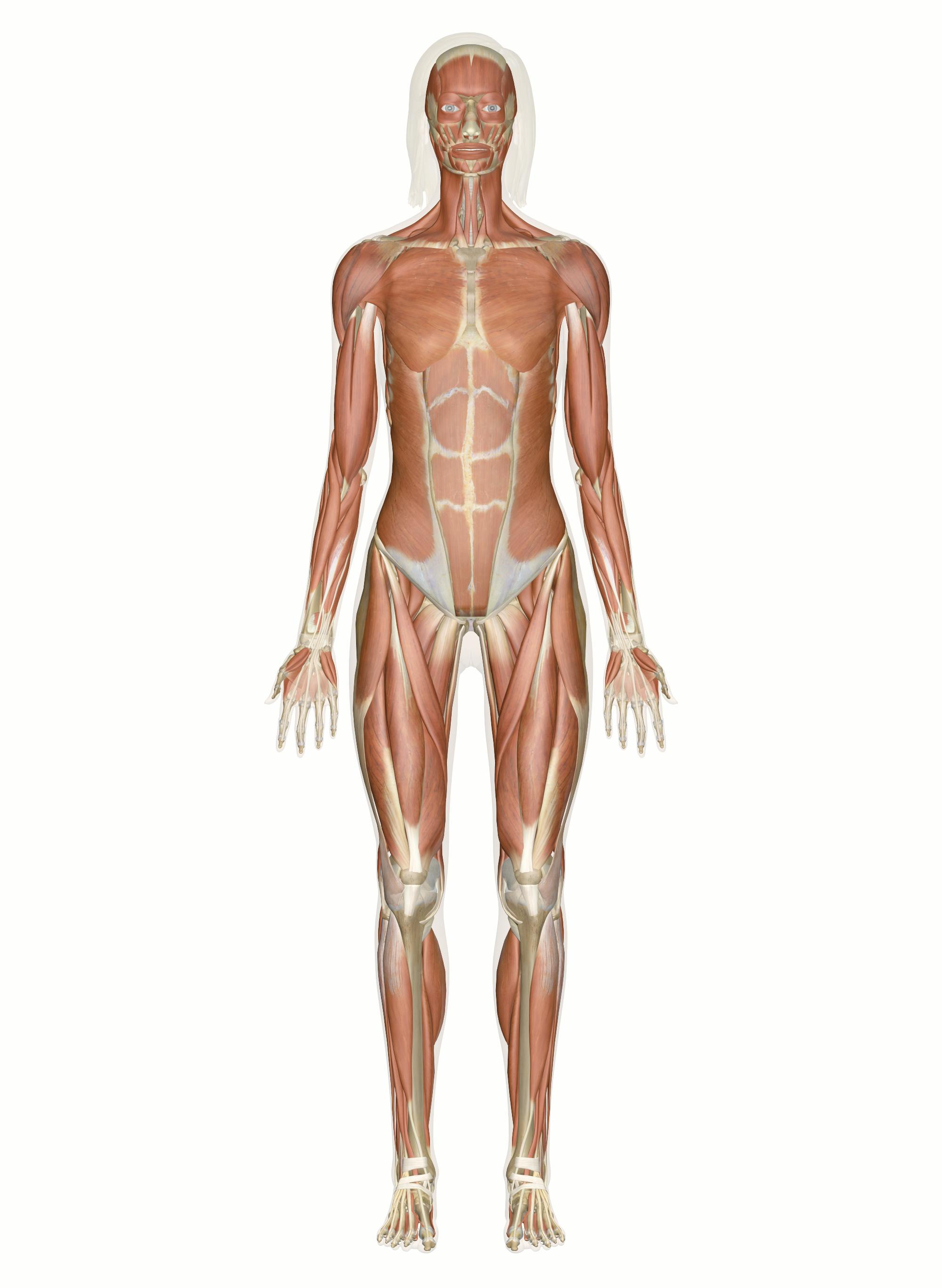 <p>What are the 3 parts of the muscular system?</p>