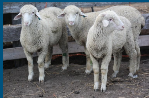 <p>Sheep </p>