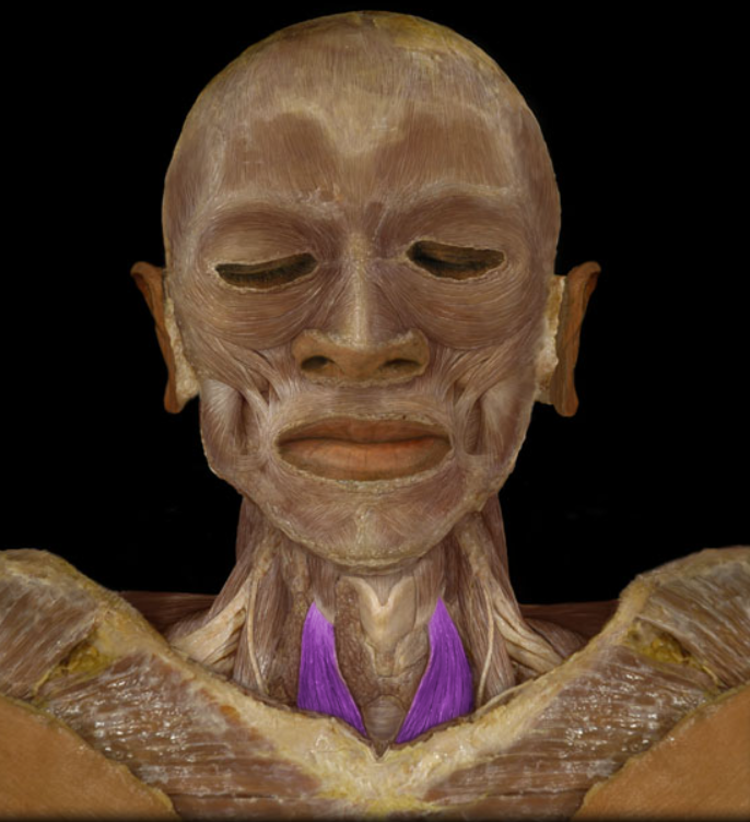 <ul><li><p>Action: Depression of larynx</p></li><li><p>Origin: Sternum (manubrium)</p></li><li><p>Insertion: Thyroid cartilage of larynx</p></li><li><p>Innervation: Ventral rami of C1-3 spinal nerves (ansa cervicalis)</p></li></ul><p></p>