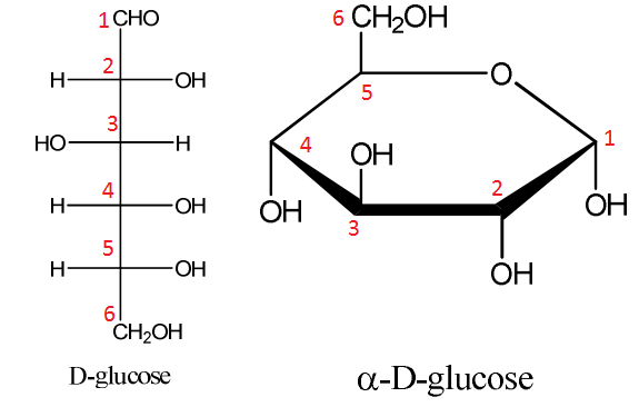 <ol><li><p>Fischer projection (straight-chain)</p></li><li><p>Cyclic (how they are found in nature)</p></li></ol><p></p>