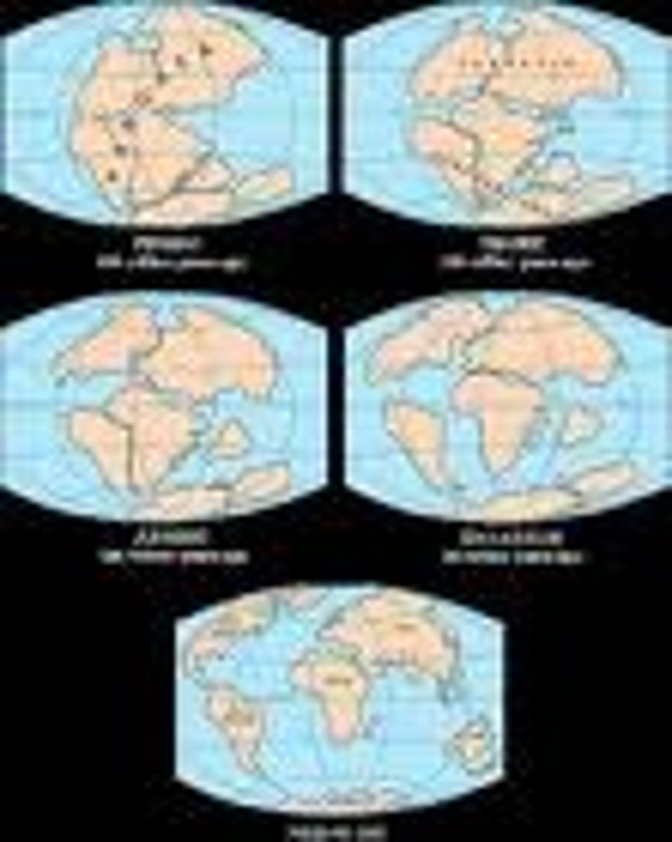 <p>the movement of continents and tectonic plates, which is driven by convection in the mantle.</p>