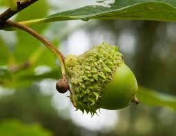 <p><span>Stalk (peduncle) long - 1 to 4", cup deep, nut large.</span></p>