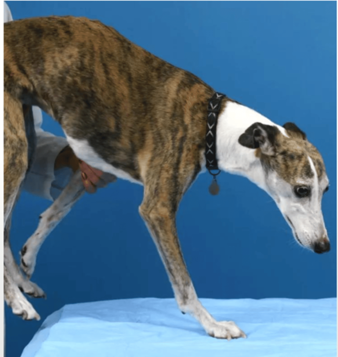 <p>what is this postural reaction test called? what is the expected result of a healthy animal?</p>