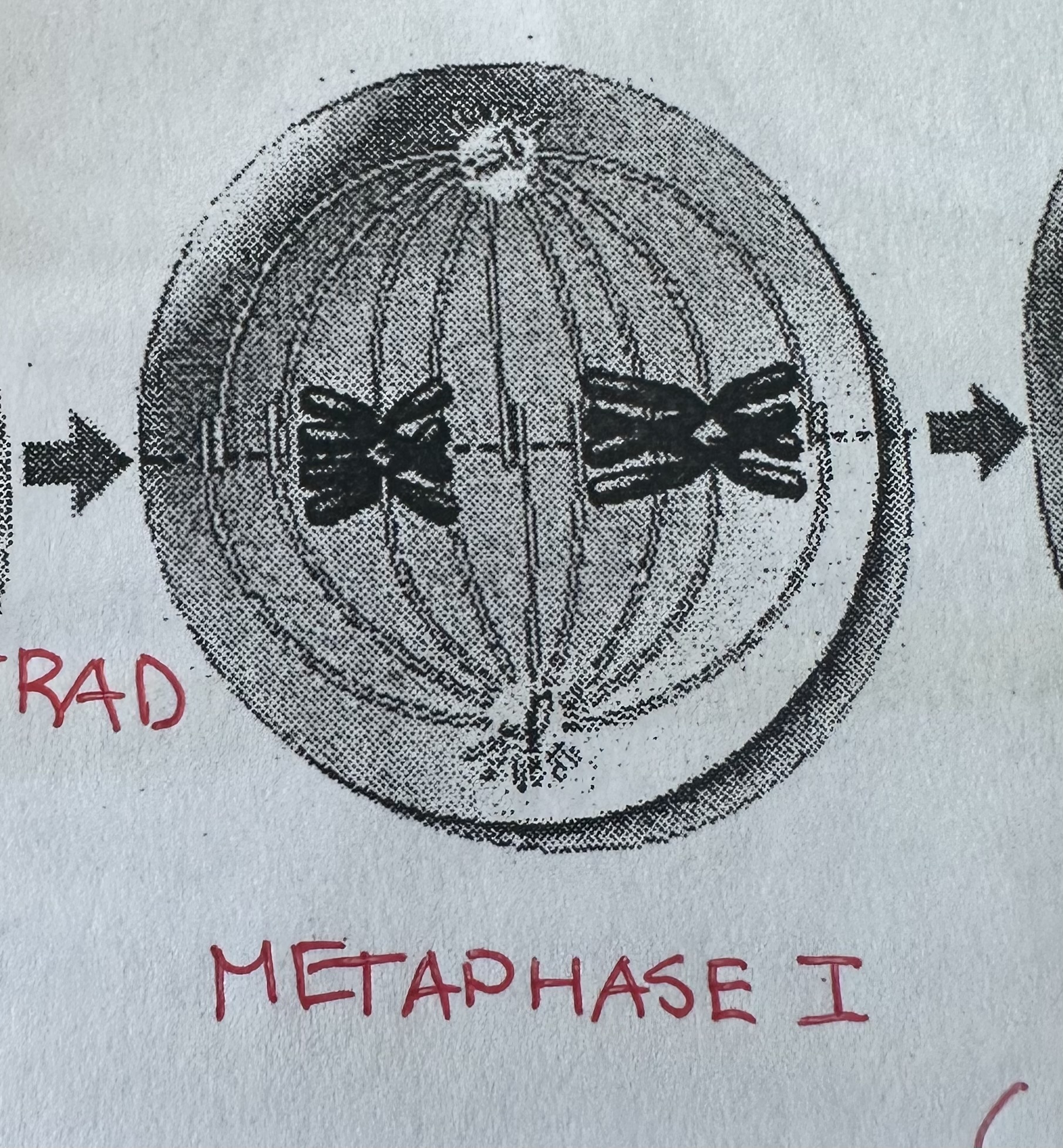 <p>Each tetrad lines up along metaphase plate</p>