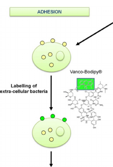 <p><strong>True or false</strong></p><p>Vancomicin can be used in a Vanco-Bodipy assay to measure the number of extracellular bacteria by plating cell lysates.</p>